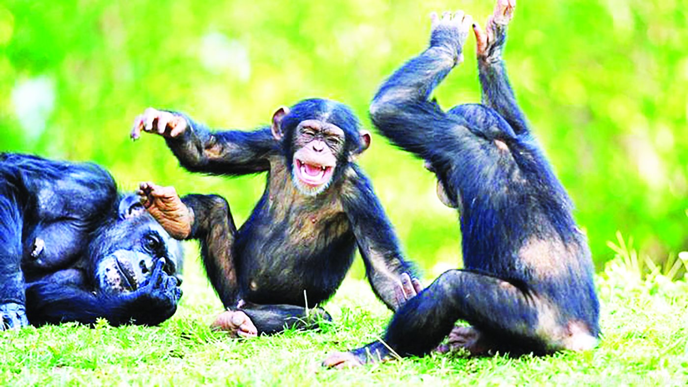 Chimpanzees in grass